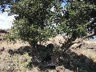 iara Scorciavacca-20110306 040